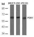Western blot analysis of extracts from MCF, 293 and PC12 cells using PDK1(Ab-241) Antibody.