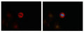 Immunofluorescence staining of methanol-fixed Hela cells showing centrosome and nuclear staining using p44/42 MAP Kinase (Phospho-Tyr204) Antibody.