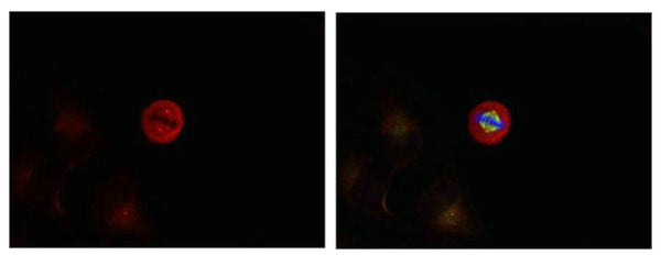 Immunofluorescence staining of methanol-fixed Hela cells showing centrosome and nuclear staining using p44/42 MAP Kinase (Phospho-Tyr204) Antibody.