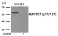 Western blot analysis of extracts from NIH-3T3 tissue using MAP3K7 (Phospho-Thr187) antibody.The lane on the right is treated with the antigen-specific peptide.