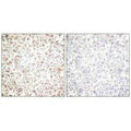 Immunohistochemical analysis of paraffin-embedded human lymph node tissue using OCT-1 antibody.