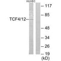 Western blot analysis of extracts from HUVEC cells, using TCF4/12 antibody.