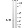 Western blot analysis of extracts from HT-29 cells, using CLIC4 antibody.