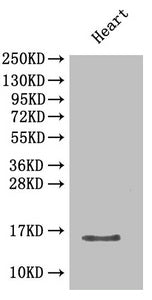 Western Blot
Positive WB detected in: Mouse heart tissue
All lanes: Cxcl5 antibody at 2µg/ml
Secondary
Goat polyclonal to rabbit IgG at 1/50000 dilution
Predicted band size: 15 kDa
Observed band size: 15 kDa
