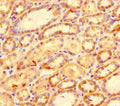 Immunohistochemistry of paraffin-embedded human kidney tissue using CSB-PA09289A0Rb at dilution of 1:100