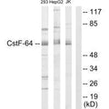 Western blot analysis of extracts from 293 cells. HepG2 cells and Jurkat cells, using CSTF2 antibody.