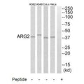 Western blot analysis of extracts from HeLa cells, A549 cells, COLO205 cells and K562 cells, using ARG2 antibody.