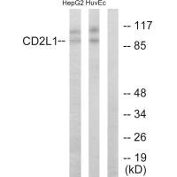 Western blot analysis of extracts from HepG2 cells and HUVEC cells, using CD2L1 antibody.
