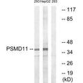 Western blot analysis of extracts from 293 cells and HepG2 cells, using PSMD11 antibody.