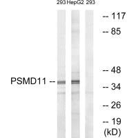Western blot analysis of extracts from 293 cells and HepG2 cells, using PSMD11 antibody.