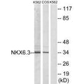 Western blot analysis of extracts from K562 cells and COS-7 cells, using NKX6.3 antibody.