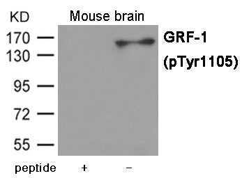 Western blot analysis of extracts from  Mouse brain tissue using GRF-1 (Phospho-Tyr1105) Antibody.The lane on the left is treated with the antigen-specific peptide.