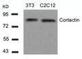 Western blot analysis of extracts from 3T3 and C2C12 cells using Cortactin(Ab-466) Antibody.