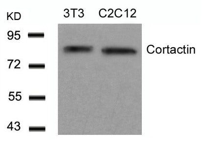 Western blot analysis of extracts from 3T3 and C2C12 cells using Cortactin(Ab-466) Antibody.