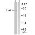 Western blot analysis of extracts from 293 cells, treated with UV (5mins), using Uba2 antibody.