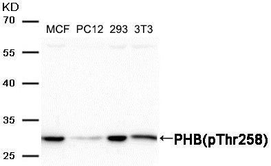 Western blot analysis of extracts from MCF, PC12, 293 and 3T3 cells using PHB (Phospho-Thr258) Antibody.