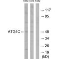 Western blot analysis of extracts from K562 cells and COS7 cells, using ATG4C antibody.