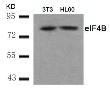 Western blot analysis of extracts from 3T3 and HL60 cells using eIF4B(Ab-422) Antibody.