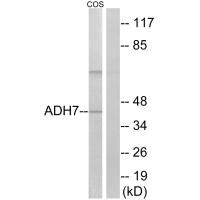 Western blot analysis of extracts from COS cells, using ADH7 antibody.