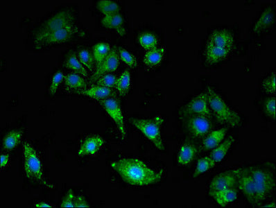 Immunofluorescent analysis of HepG2 cells using CSB-PA09949A0Rb at dilution of 1:100 and Alexa Fluor 488-congugated AffiniPure Goat Anti-Rabbit IgG(H+L)