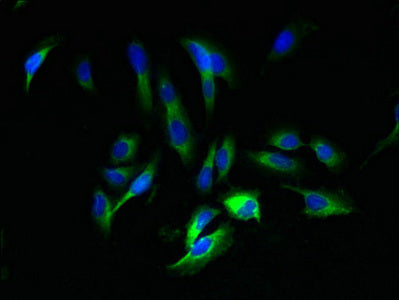 Immunofluorescent analysis of Hela cells using CSB-PA10009A0Rb at dilution of 1:100 and Alexa Fluor 488-congugated AffiniPure Goat Anti-Rabbit IgG(H+L)