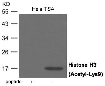 Western blot analysis of extracts from Hela cells treated with TSA using Histone H3(Acetyl-Lys9) Antibody .The lane on the left is treated with the antigen-specific peptide.