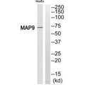 Western blot analysis of extracts from HuvEc cell, using MAP9 antibody.