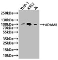 Western Blot
Positive WB detected in: Raji whole cell lysate, THP-1 whole cell lysate, RAW264.7 whole cell lysate
All lanes: ADAM8 antibody at 3.8µg/ml
Secondary
Goat polyclonal to rabbit IgG at 1/50000 dilution
Predicted band size: 89, 79, 81 kDa
Observed band size: 89 kDa
