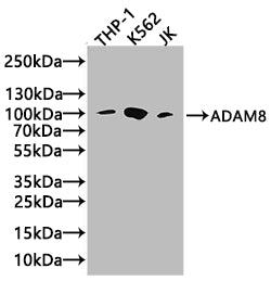 Western Blot
Positive WB detected in: Raji whole cell lysate, THP-1 whole cell lysate, RAW264.7 whole cell lysate
All lanes: ADAM8 antibody at 3.8µg/ml
Secondary
Goat polyclonal to rabbit IgG at 1/50000 dilution
Predicted band size: 89, 79, 81 kDa
Observed band size: 89 kDa