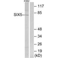 Western blot analysis of extracts from K562 cells, using SIX5 antibody.