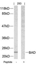 Western blot analysis of extracts from 293 cells using BAD(Ab-112) Antibody and the same antibody preincubated with blocking peptide.