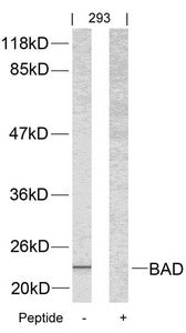 Western blot analysis of extracts from 293 cells using BAD(Ab-112) Antibody and the same antibody preincubated with blocking peptide.