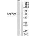 Western blot analysis of extracts from NIH/3T3 cells, using SERGEF antibody.