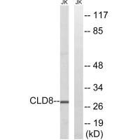 Western blot analysis of extracts from Jurkat cells, using CLDN8 antibody.