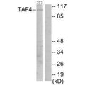Western blot analysis of extracts from NIH-3T3 cells, using TAF4 antibody.