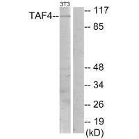 Western blot analysis of extracts from NIH-3T3 cells, using TAF4 antibody.