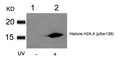 Western blot analysis of extracts from HT29 cells untreated(lane 1) or treated with UV(lane 2) using Histone H2A.X(Phospho-Ser139) Antibody.
