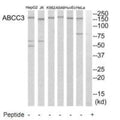 Western blot analysis of extracts from HeLa cells, A549 cells, Jurkat cells, HuvEc cells, K562 cells and HepG2 cells, using ABCC3 antibody.