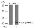Western blot analysis of extracts from Hela cells untreated or treated with PMA using c-Jun(Phospho-Thr93) Antibody.