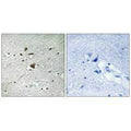 Immunohistochemistry analysis of paraffin-embedded human brain tissue using APC1 antibody.
