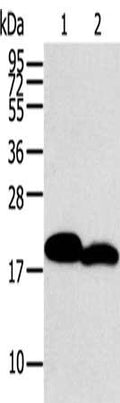 Gel: 12%SDS-PAGE, Lysate: 40 ug, Lane 1-2: Mouse heart tissue, Mouse skin tissue, Primary antibody: CSB-PA107097(MYL2 Antibody) at dilution 1/400, Secondary antibody: Goat anti rabbit IgG at 1/8000 dilution, Exposure time: 10 seconds
