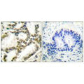 PARK7 Antibody – Figure 1 of 4