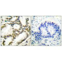 PARK7 Antibody – Figure 1 of 4