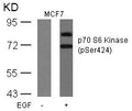 Western blot analysis of extracts from MCF cells untreated or treated with EGF using p70 S6 Kinase(Phospho-Ser424) Antibody.