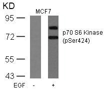 Western blot analysis of extracts from MCF cells untreated or treated with EGF using p70 S6 Kinase(Phospho-Ser424) Antibody.