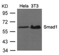 Western blot analysis of extracts from Hela and 3T3 cells using Smad1 (Ab-206) Antibody.