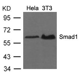 Western blot analysis of extracts from Hela and 3T3 cells using Smad1 (Ab-206) Antibody.