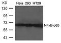 Western blot analysis of extracts from Heia, 293 and HT29 cells using NFκB-p65 (Ab-468) Antibody.