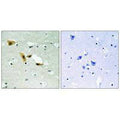 Immunohistochemistry analysis of paraffin-embedded human brain tissue using APLF (Ab-116) antibody.