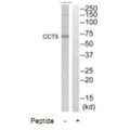 Western blot analysis of extracts from HepG2 cells, using CCT5 antibody.